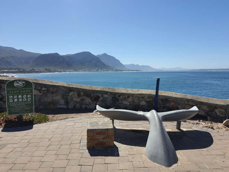 Cape Town: Hermanus Whale Watching Shared Boat & Penguins - Key things to know before you go