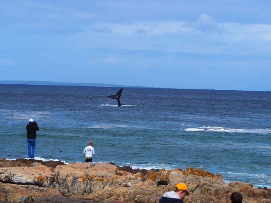 Cape Town: Hermanus Whale Watching Shared Boat & Penguins - The shared boat whale watching, how you get multiple chances