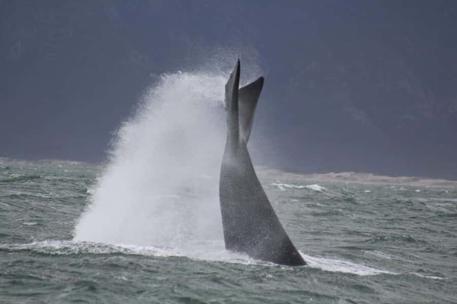Cape Town: Hermanus Whale Watching Shared Boat & Penguins - Hermanus lunch and town time, use it wisely