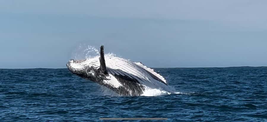 Cape Town: Hermanus Whale Watching Shared Boat & Penguins - Things to watch for, pickup and refund headaches