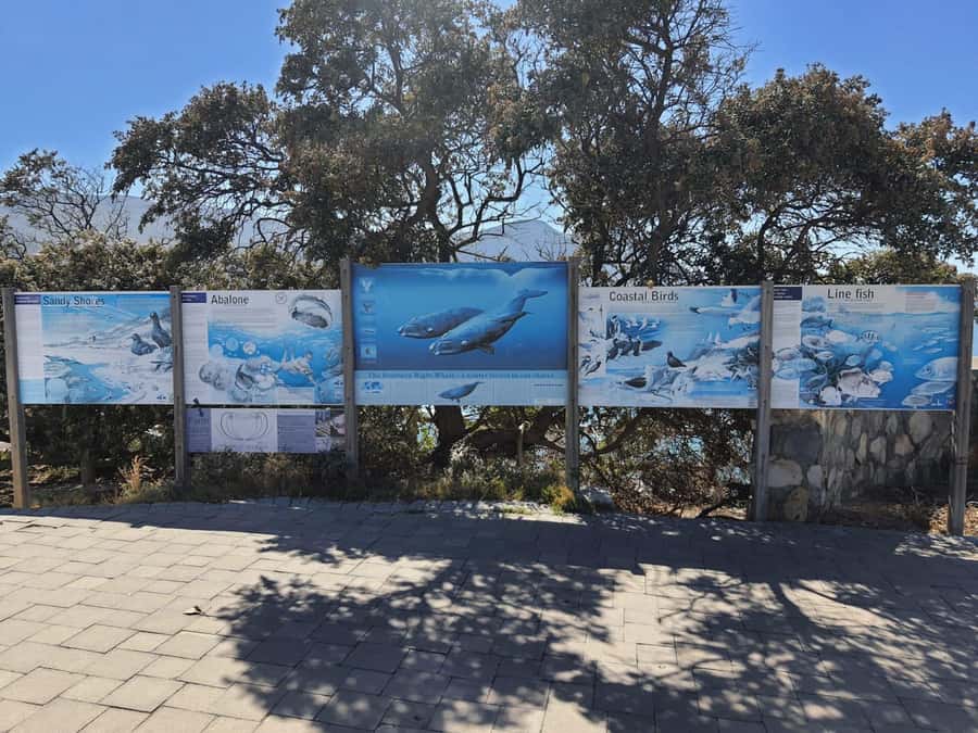 Cape Town: Hermanus Whale Watching Shared Boat & Penguins - Cape Town pickup to New Harbour, the first phase of the hunt