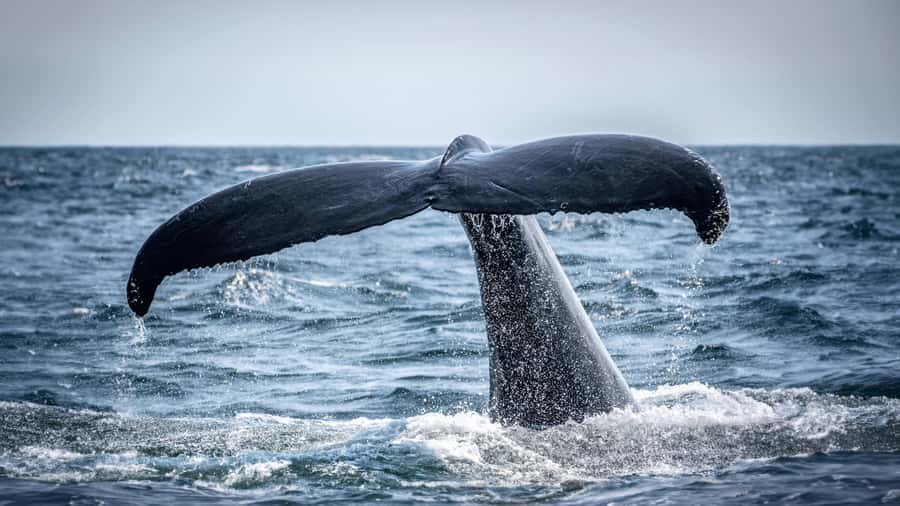 Cape Town: Hermanus Whale Watching Tour - Key things I’d circle before you book