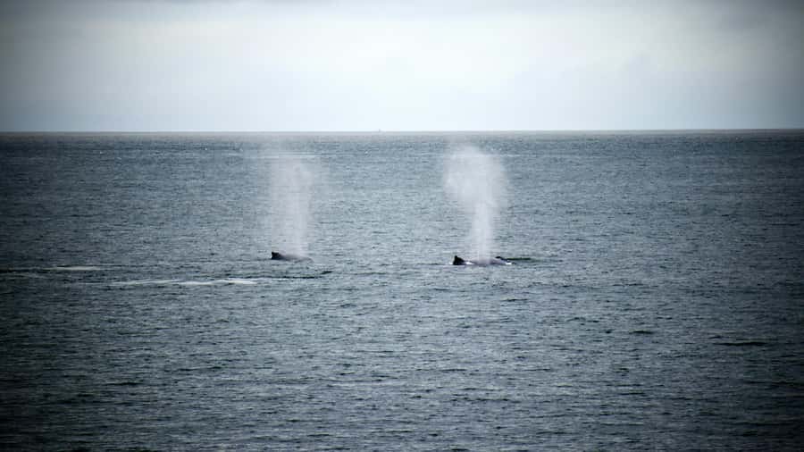 Cape Town: Hermanus Whale Watching Tour - Cape Town to Hermanus, the road trip that sets the tone