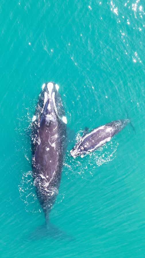 Cape Town: Hermanus Whale Watching Tour - Timing on shore in Hermanus Waterfront, lunch and a breather