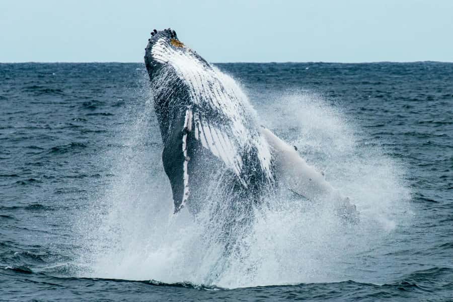 Cape Town: Hermanus Whale Watching Tour - Hermanus boat cruise, how the whale watch actually feels