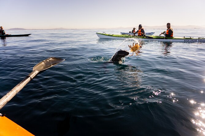 Cape Town Kayak Adventure in Table Mountain Marine Reserve - Dolphins, seals, jellyfish, and the odds of wildlife