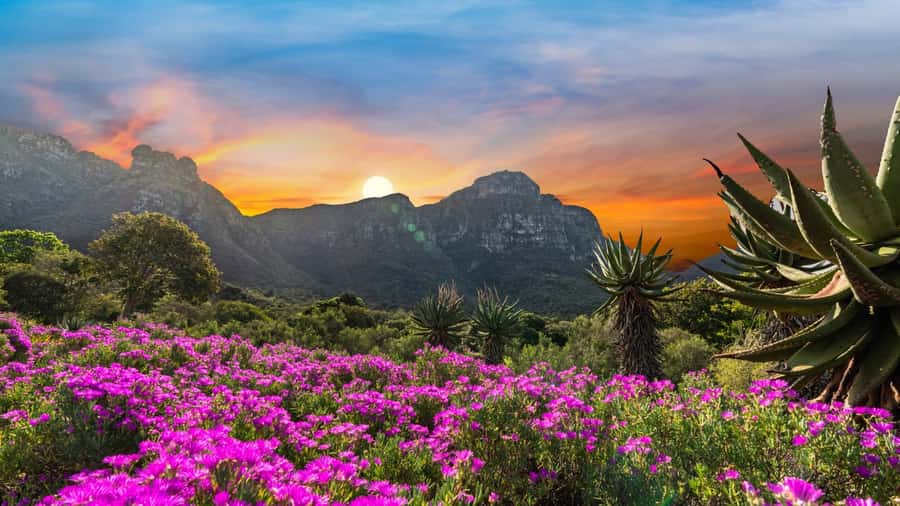 Cape Town: Kirstenbosch Botanical Garden Entry Ticket - The Boomslang Tree Canopy Walkway for panoramic treetop views