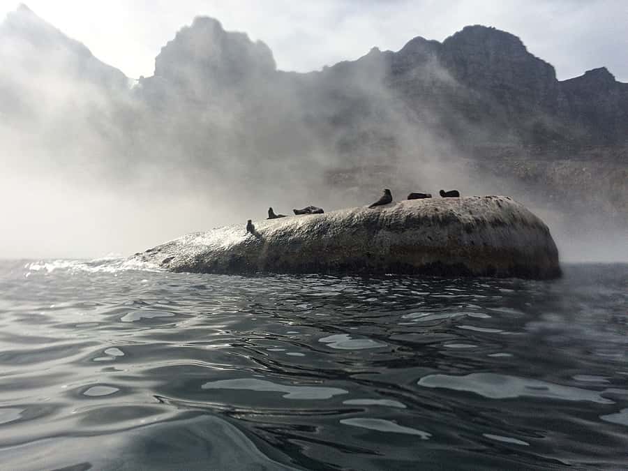 Cape Town: Marine Big 5 Ocean Safari from V&A Waterfront - Setting off from V&A Waterfront, Quay 5