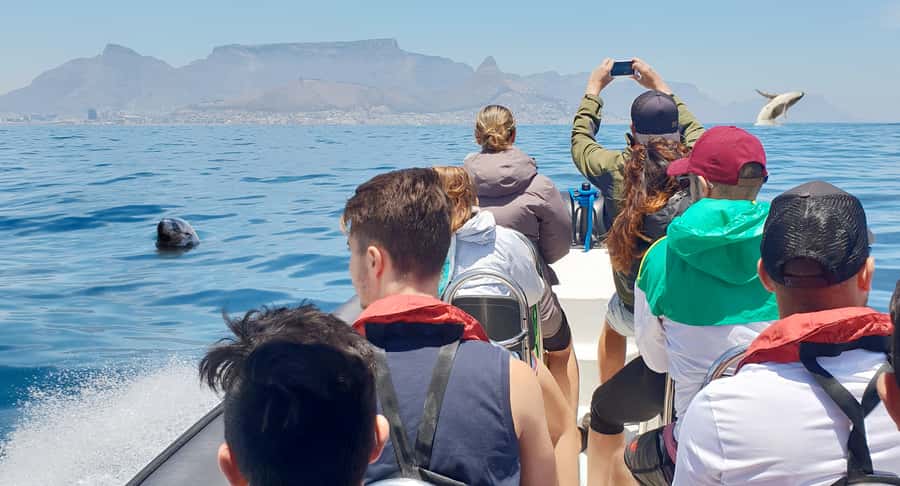 Cape Town: Marine Big 5 Ocean Safari from V&A Waterfront - Your wildlife search: what you can spot, and how to think about it