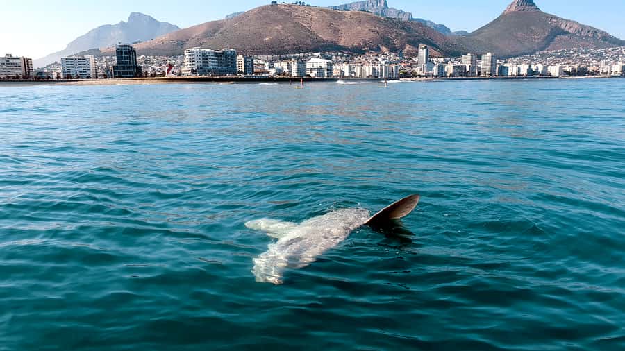 Cape Town: Marine Big 5 Ocean Safari from V&A Waterfront - What the crew is really doing (and why it matters)