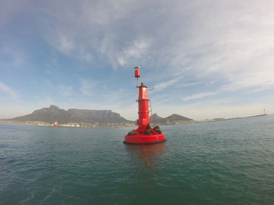 Cape Town: Marine Big 5 Ocean Safari from V&A Waterfront - Seasonality is real: plan for surprises, not guarantees