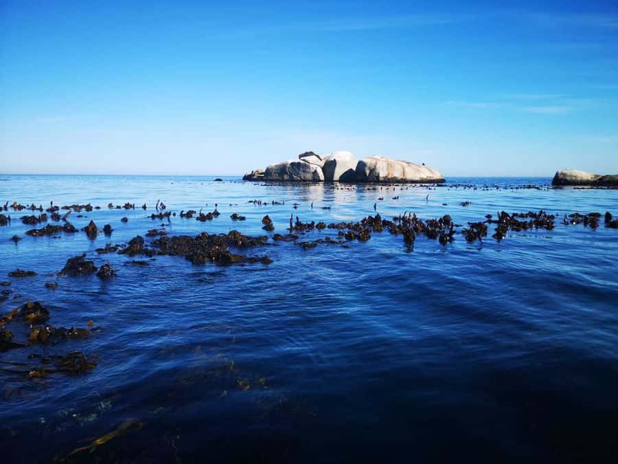 Cape Town: Marine Big 5 Ocean Safari from V&A Waterfront - Where this tour fits best in your Cape Town plan