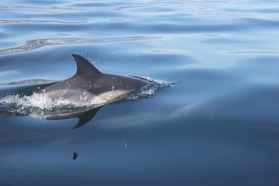 Cape Town: Marine Big 5 Ocean Safari from V&A Waterfront - The 90-minute catamaran cruise that changes how you see Cape Town