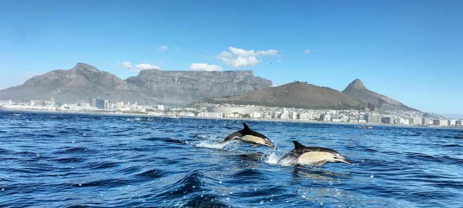 Cape Town: Marine Biologist Led Safari Tour - V&A Waterfront - Key highlights I’d plan around