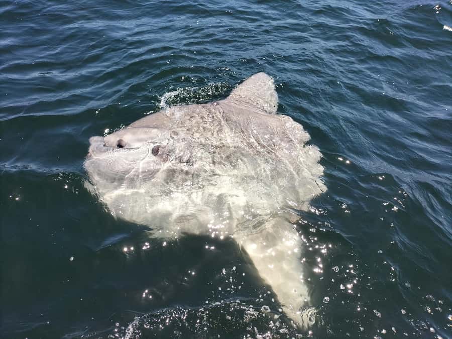 Cape Town: Marine Biologist Led Safari Tour - V&A Waterfront - Meeting at the V&A: Marina Swing Bridge and the African Ocean Safaris kiosk