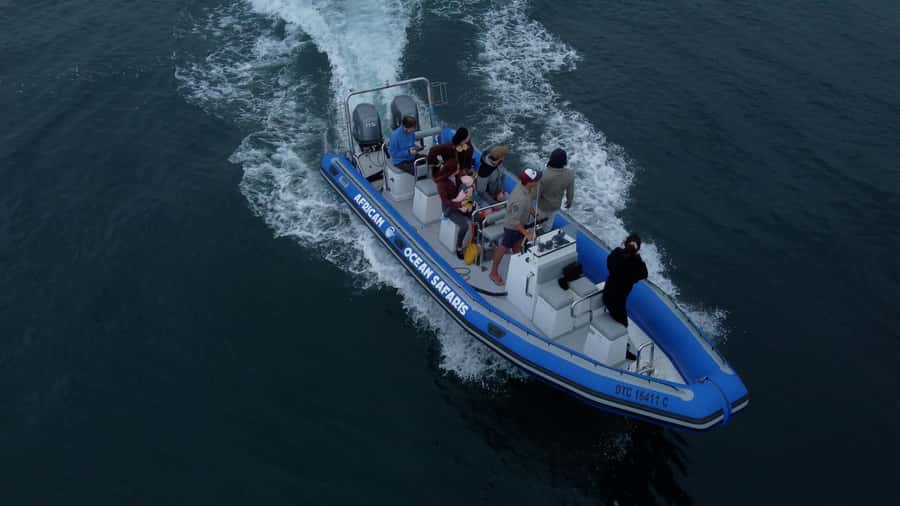 Cape Town: Marine Biologist Led Safari Tour - V&A Waterfront - Table Bay game drive from the ocean: Robben Island and Table Mountain in one view