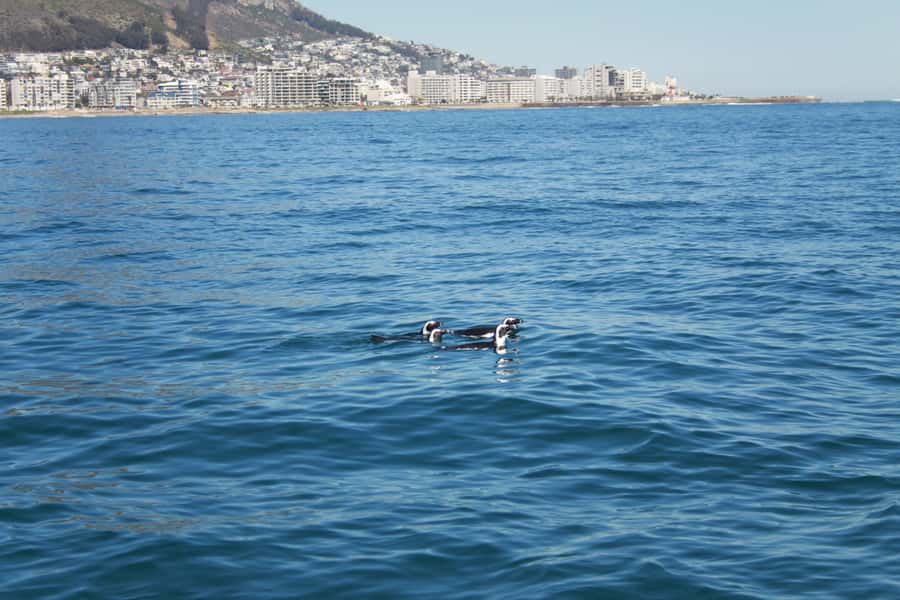 Cape Town: Marine Biologist Led Safari Tour - V&A Waterfront - Wildlife spotting that feels like a hunt, not a waiting game