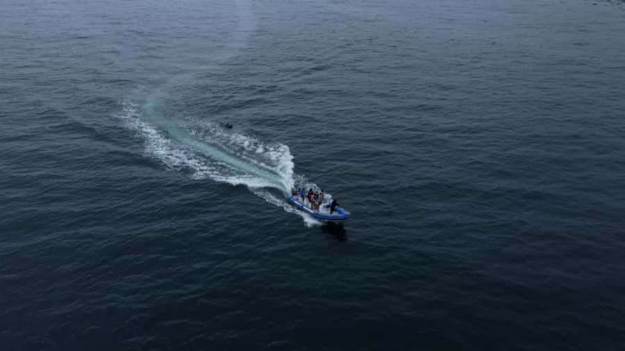 Cape Town: Marine Biologist Led Safari Tour - V&A Waterfront - Weather and wildlife: how to think about your chances
