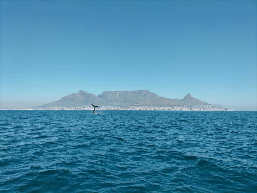 Cape Town: Marine Biologist Led Safari Tour - V&A Waterfront - The quick welcome at the V&A Waterfront before you hit Table Bay