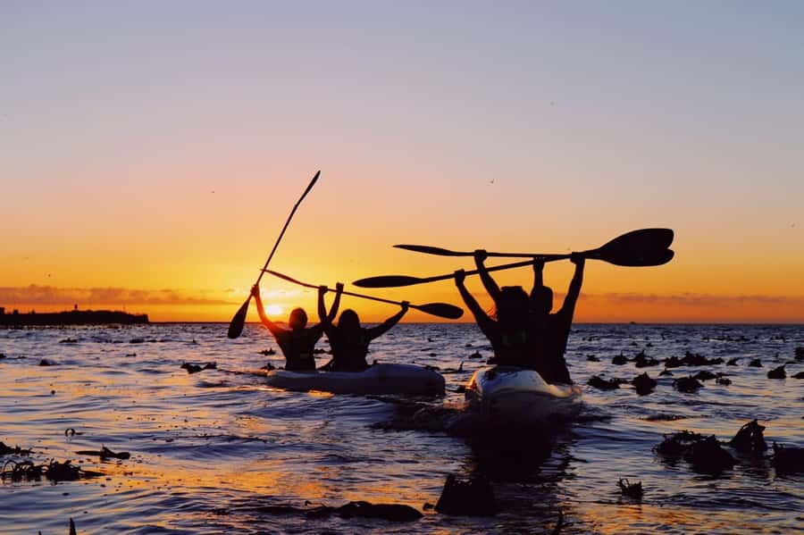 Cape Town: Marine Life Kayak Tour From the V&A Waterfront - Wildlife Encounters: What You Can See, and How to Think About Odds