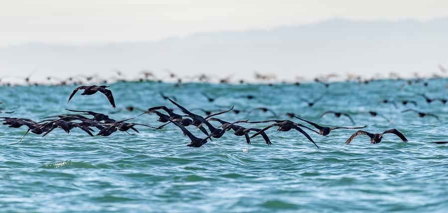 Cape Town: Marine Wildlife Tour from the V&A Waterfront - Who this Cape Town marine wildlife tour suits best