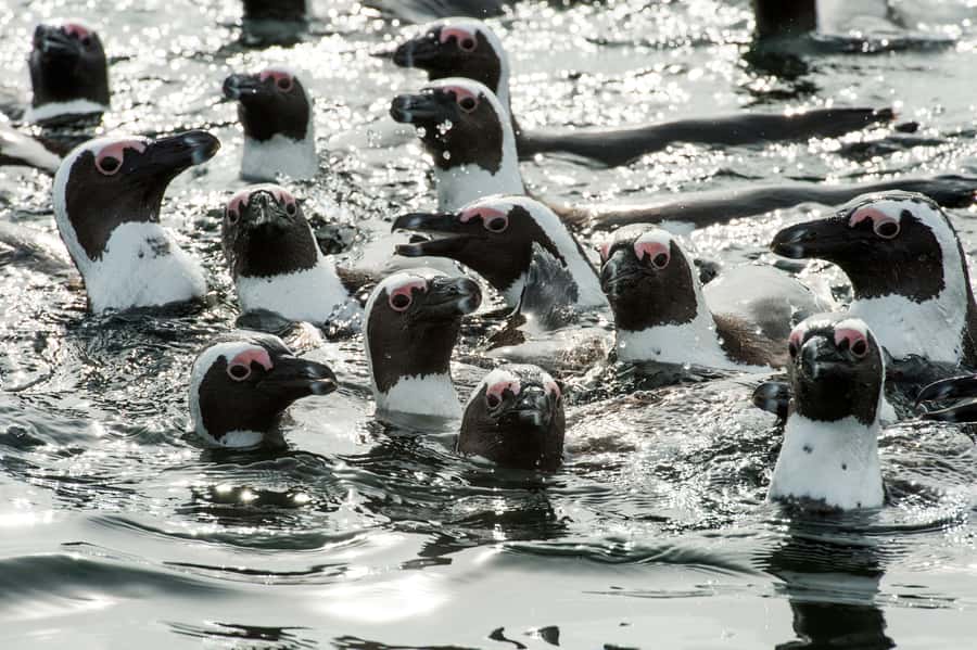 Cape Town: Marine Wildlife Tour from the V&A Waterfront - Wildlife you can realistically hope to see