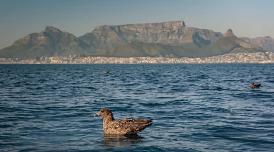 Cape Town: Marine Wildlife Tour from the V&A Waterfront - Whale season tips: how to set expectations and still enjoy it
