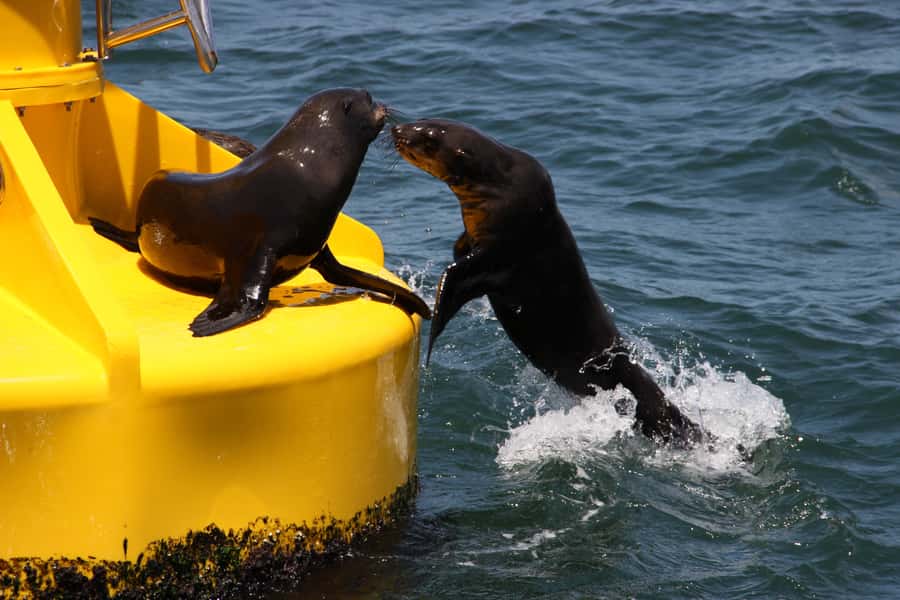 Cape Town: Marine Wildlife Tour from the V&A Waterfront - How the crew improves your odds (without exaggerating)