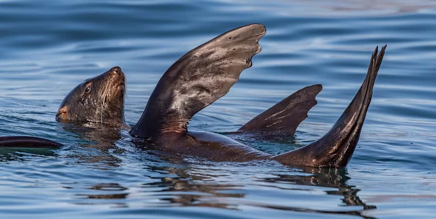 Cape Town: Marine Wildlife Tour from the V&A Waterfront - Price and value: is $61 worth 90 minutes at sea?
