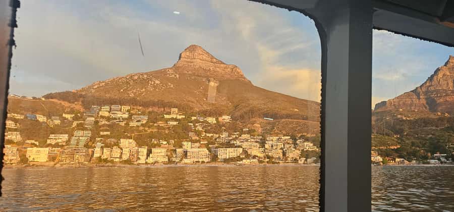 Cape Town: Ocean Safari 1 Hour - The wildlife search: what you might spot (and how to think about it)