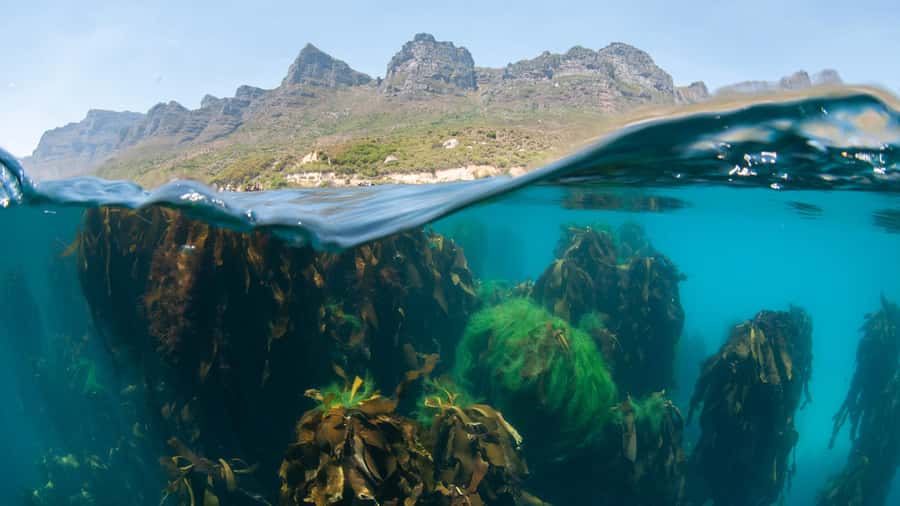 Cape Town: Ocean Safari in Hout Bay - Key Highlights You’ll Feel Fast