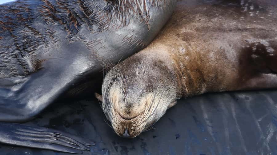 Cape Town: Ocean Safari in Hout Bay - Snorkel Centre Comfort Stops: showers, WiFi, and warm recovery