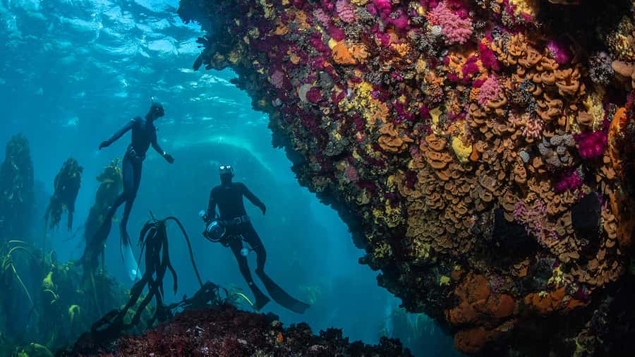 Cape Town: Ocean Safari in Hout Bay - Price and Timing, and why $186 can be good value