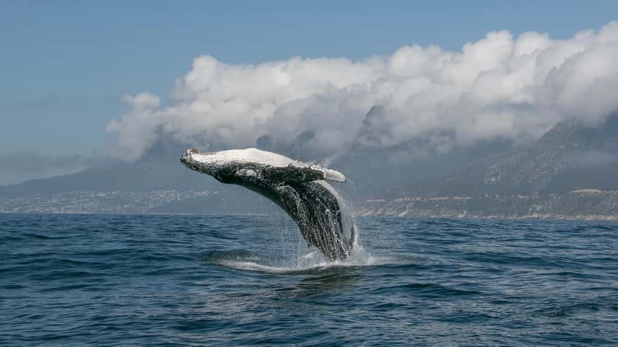 Cape Town: Ocean Safari in Hout Bay - Who Should Book, and Who Should Skip This Ocean Safari