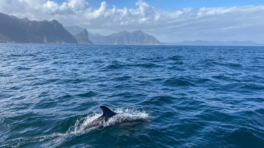 Cape Town: Ocean Safari in Hout Bay - Should You Book This Ocean Safari in Cape Town?