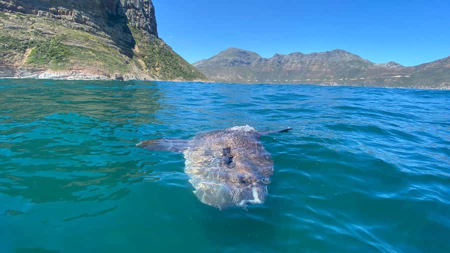 Cape Town: Ocean Safari in Hout Bay - FAQ