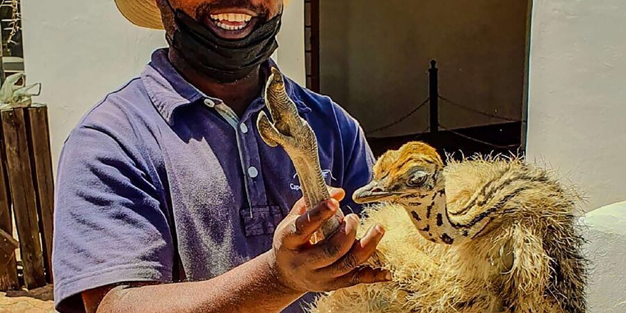 CAPE TOWN: OSTRICH RANCH QUAD BIKE RIDE & OSTRICH TOUR - Who should book this ostrich ranch quad adventure