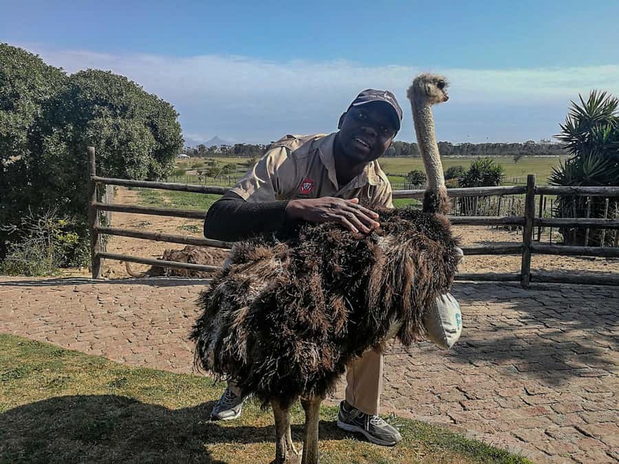 CAPE TOWN: OSTRICH RANCH QUAD BIKE RIDE & OSTRICH TOUR - Family day out energy, with the right expectations