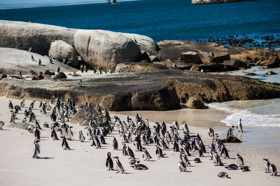 Cape Town: Penguin Watching at Boulders Beach Half Day Tour - Key takeaways before you go