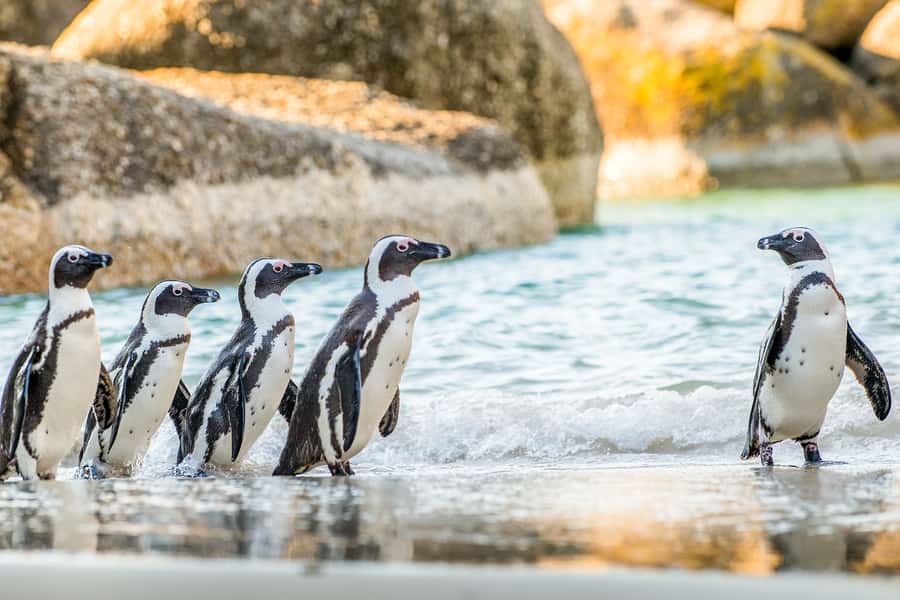 Cape Town: Penguin Watching at Boulders Beach Half Day Tour - Why this Cape Town penguin tour feels like good value