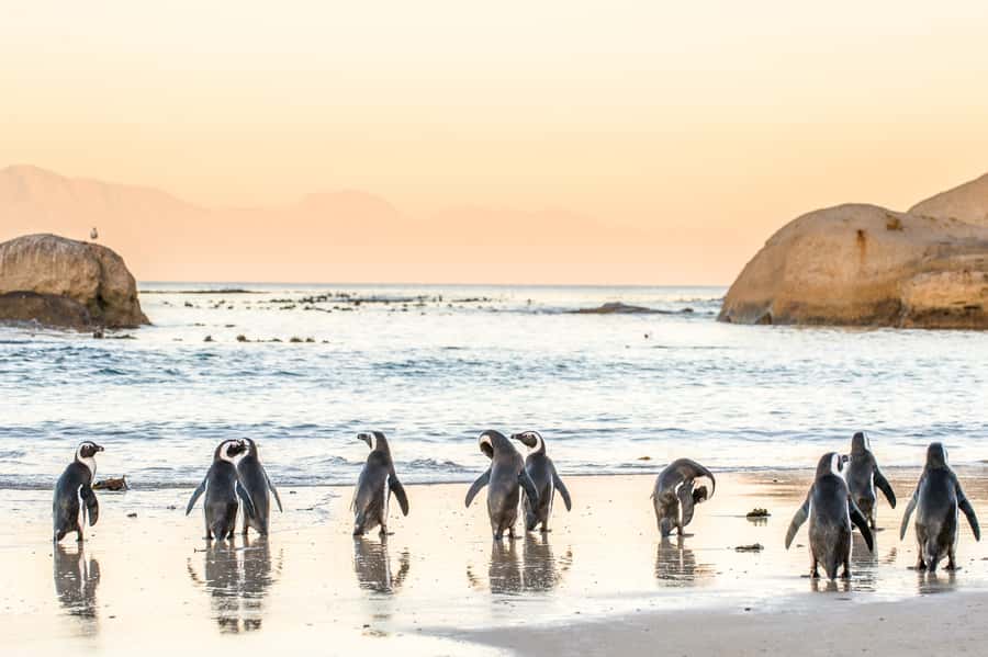 Cape Town: Penguin Watching at Boulders Beach Half Day Tour - Lookouts for Hout Bay Harbour and Noordhoek Beach
