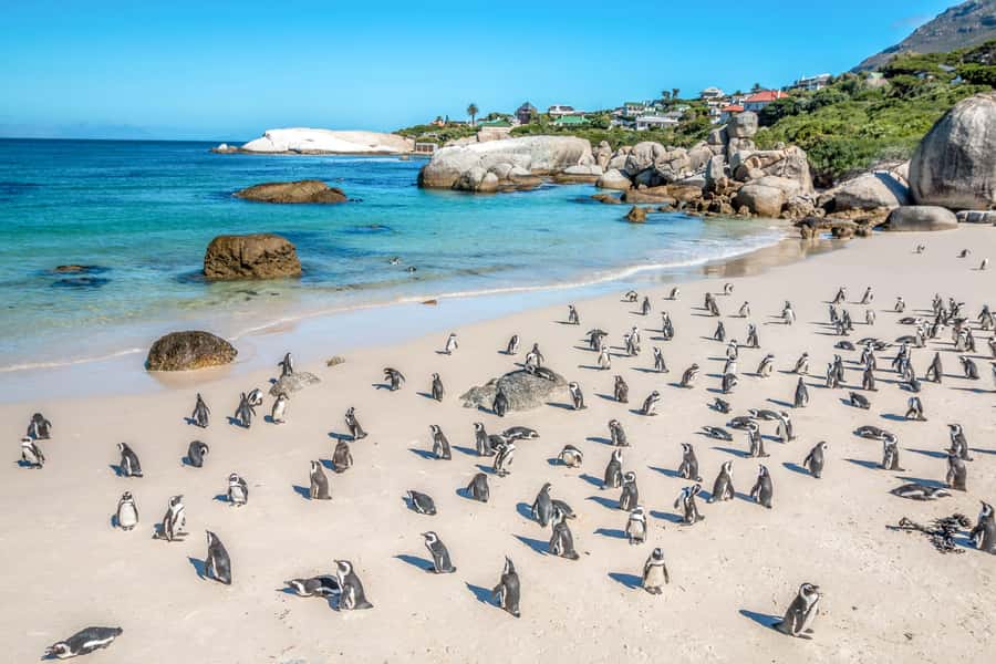 Cape Town: Penguin Watching at Boulders Beach Half Day Tour - Swimming near the penguins: fun option, but plan smart