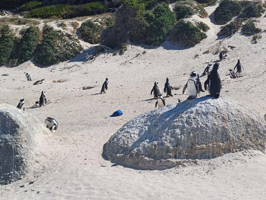 Cape Town: Penguins and Cape of Good Hope Sunset Tour - The guides make a difference, and I’ve seen that pattern here