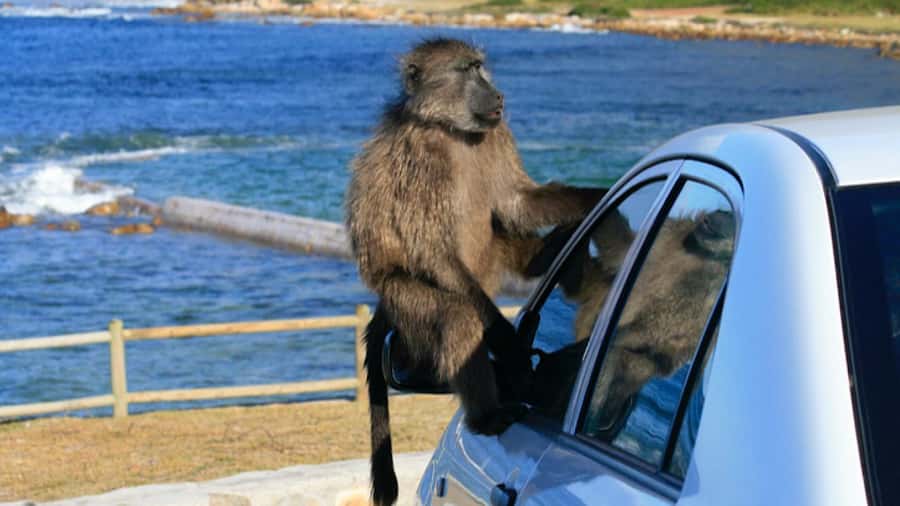 Cape Town: Penguins & Cape of Good Hope Half Day Shared Tour - Key things to know before you go
