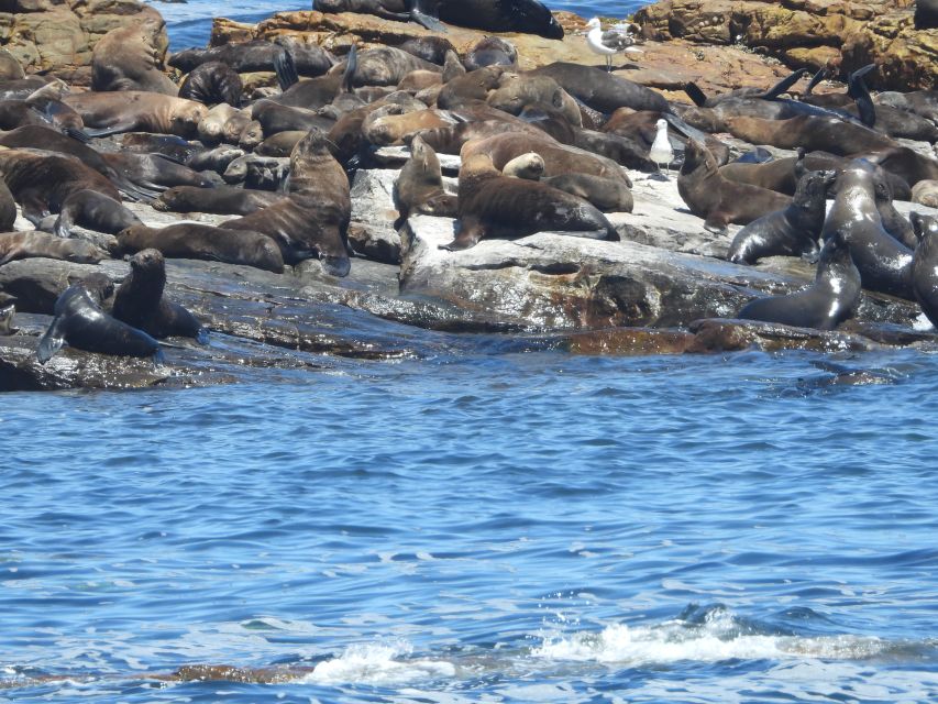 Cape Town: Penguins & Cape of Good Hope Half Day Shared Tour - Entrance fees and real value for $39