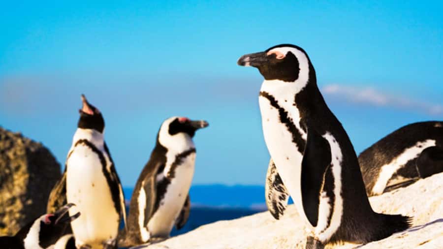 Cape Town: Penguins & Cape of Good Hope Half Day Shared Tour - Who should book this penguins plus Cape of Good Hope tour
