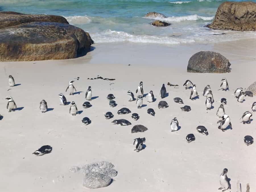 Cape Town: Penguins & Cape of Good Hope Half-Day Tour - Cape of Good Hope reserve: fynbos, birds, and big-sky geology