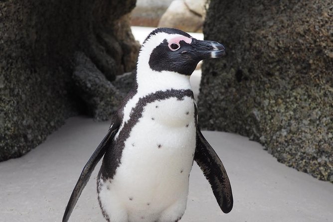 Cape Town Peninsula Day Tour ( Cape Point/Boulders/Wine Tasting) - Boulders Beach penguins: get close, then slow down
