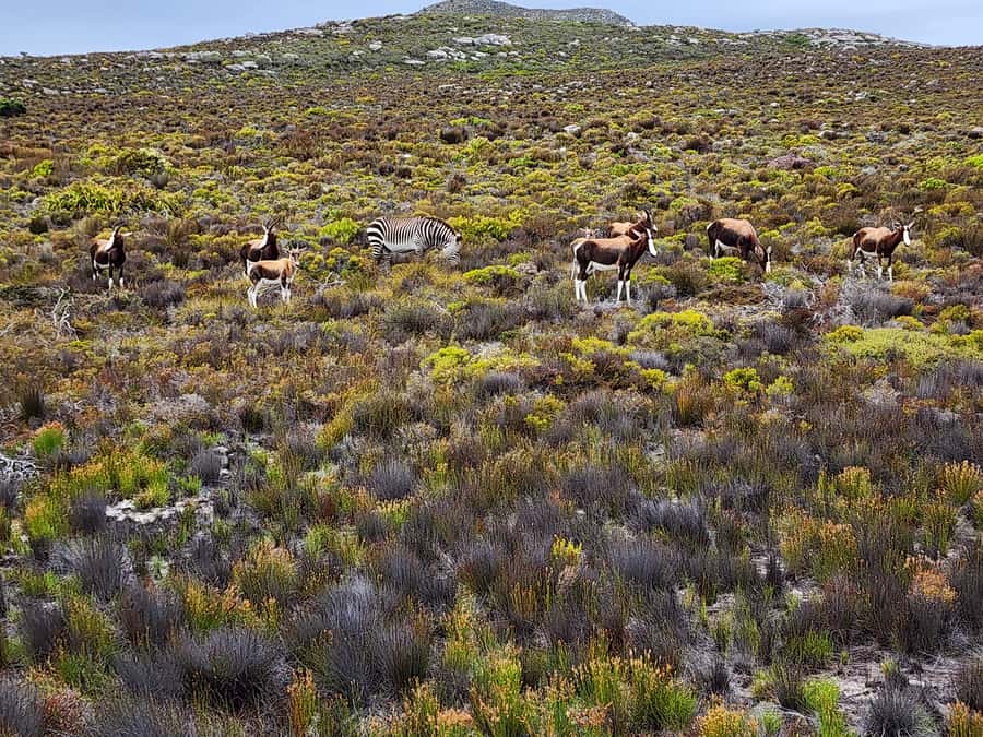 Cape Town: Peninsula, Penguins & Cape of Good Hope Day Tour - The ride back: St James and Muizenberg viewpoints with those famous colored huts