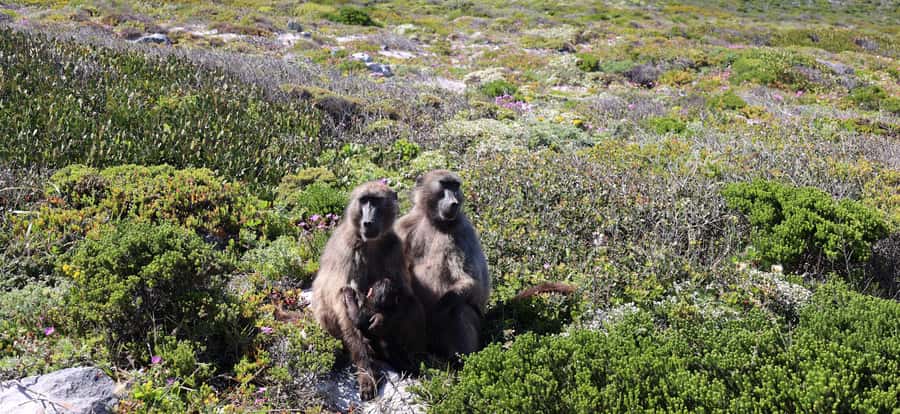 Cape Town: Peninsula, Penguins & Cape of Good Hope Day Tour - Pickup to Bo-Kaap, then Maiden’s Cove for quick Cape Town context